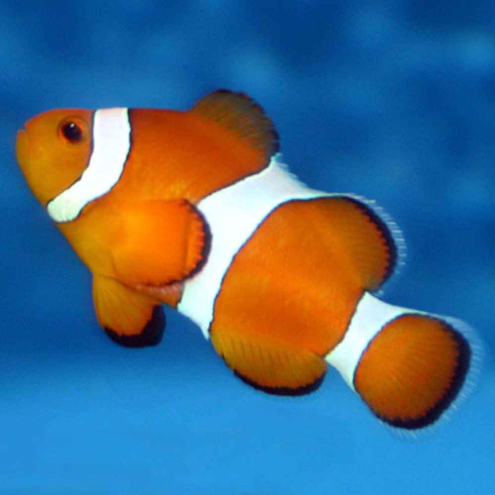   Clownfish   -  6