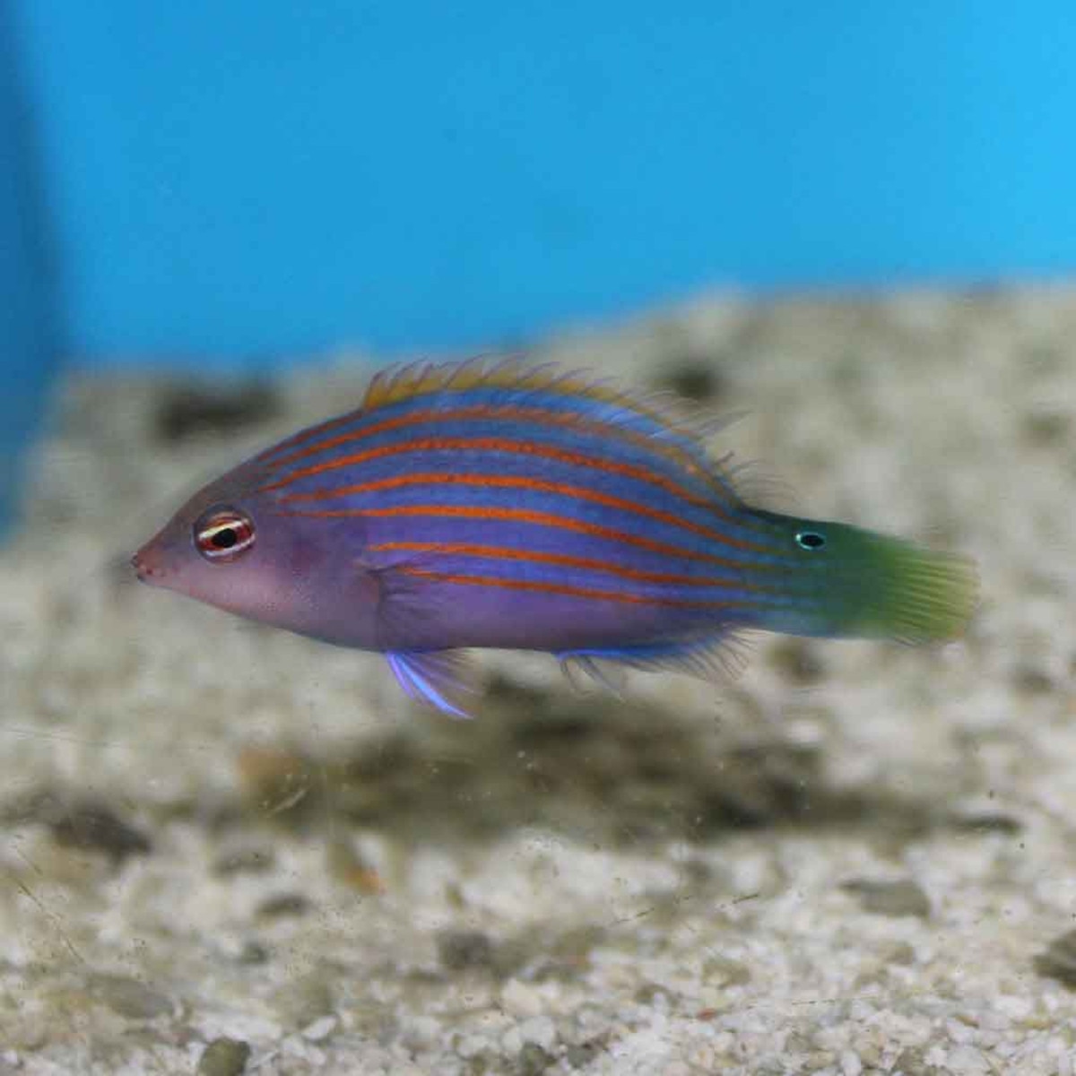 Six Line Wrasse