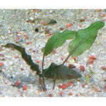 Red Wendtii - Cryptocoryne wendtii