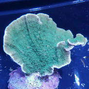 SPS Coral