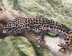 Leopard Gecko