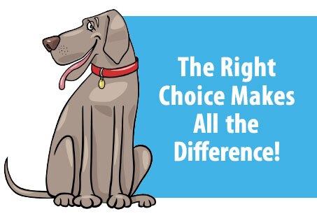 perfect harness for dogs