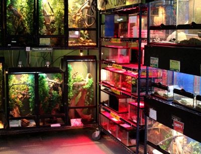 Explore Our Store Reptile Room