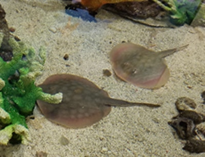 Pirate's Cove Touch Tank Pirate's Cove Touch Tank