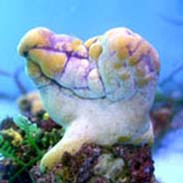 Tunicates & Sea Squirts