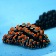 Sea Slugs & Nudibranchs
