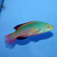 Fairy & Flasher Wrasses