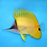 Saltwater Fish For Sale For Marine Aquariums 