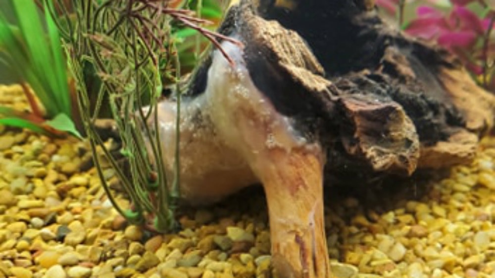 Fungus on driftwood