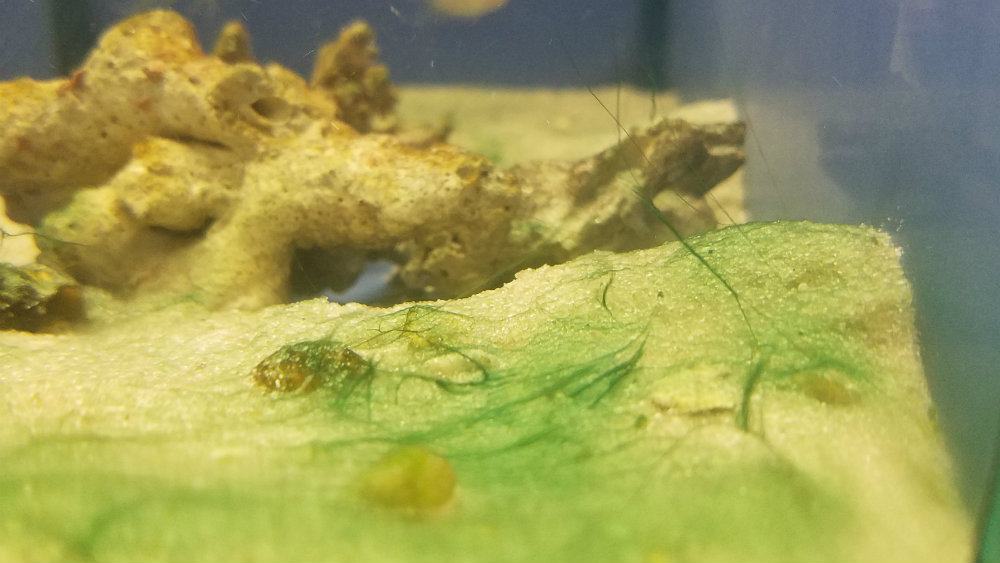 Green Cyanobacteria in freshwater tank