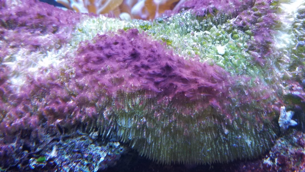 purple algae in freshwater fish tank