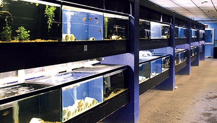 Well-organized fish room with proper lighting and equipment