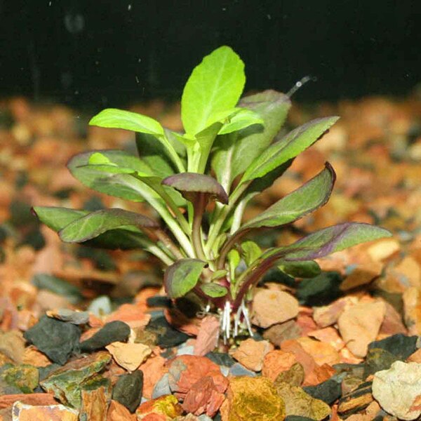 Cardinal Plant - Lobelia cardinalis - Small Form