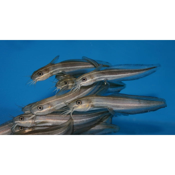 Coral Catfish Plotosus lineatus Small