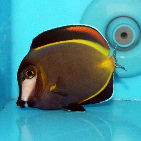 Powder Brown Tang Acanthurus japonicus Small/Medium