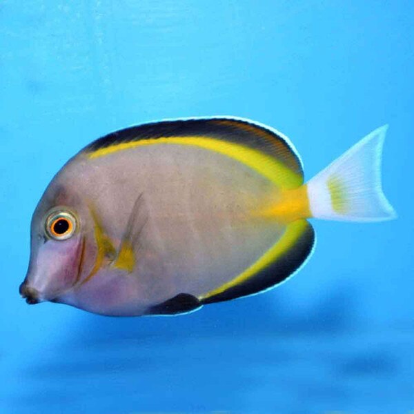 Powder Brown Tang Acanthurus japonicus Small/Medium