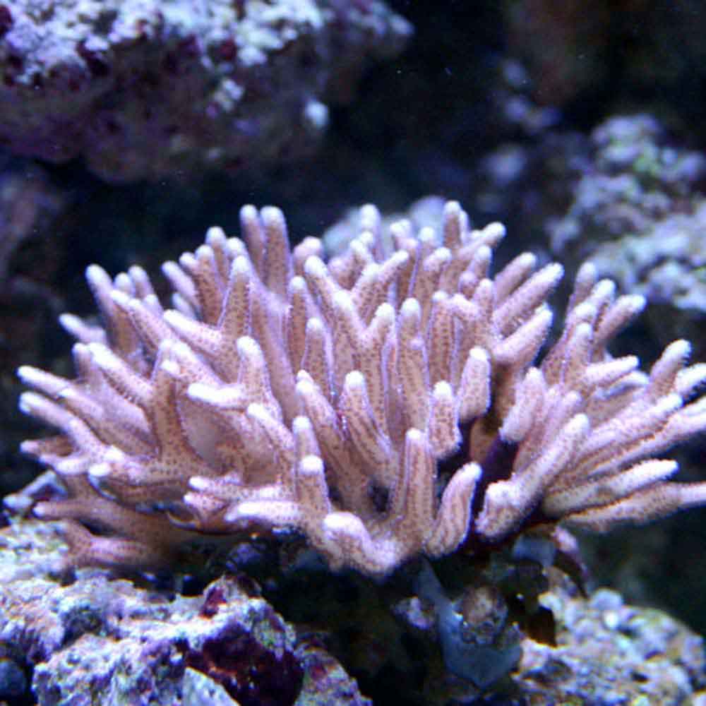 bird-s-nest-coral-seriatopora-hystrix-medium
