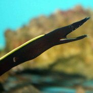 moray eel pet pet
