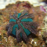 tuxedo urchin mespilia globulus