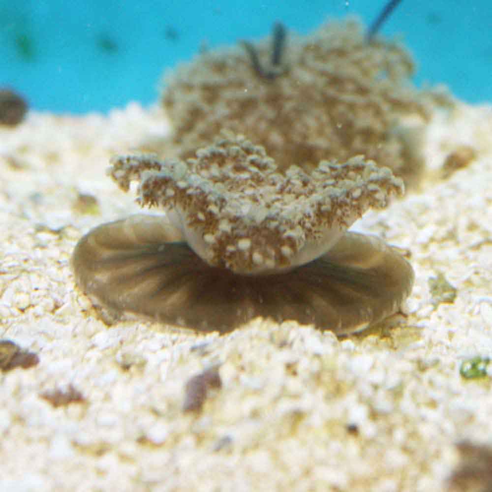 Upsidedown Jellyfish Cassiopea frondosa