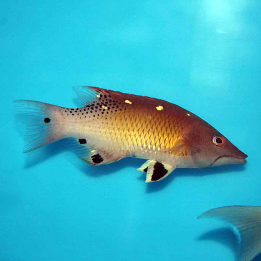 Diana Hogfish - Bodianus diana - Adult | That Fish Place