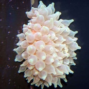 anemone sea anemones for