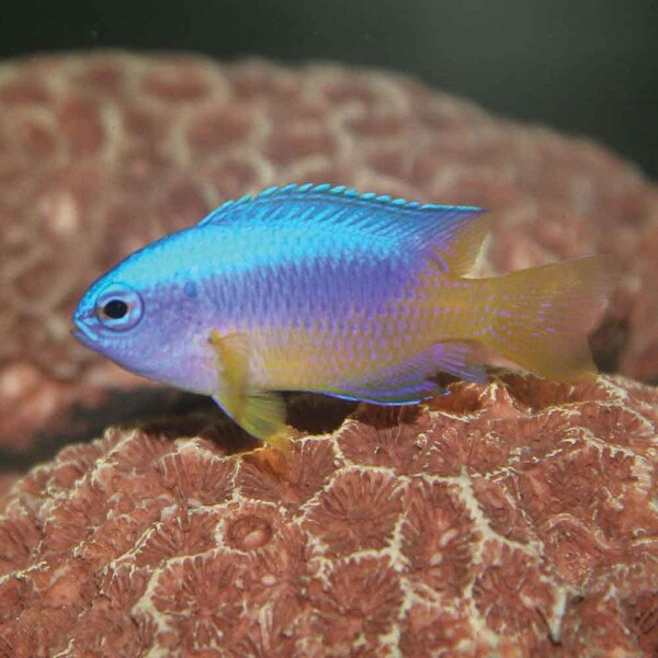 Yellow Belly Damsel