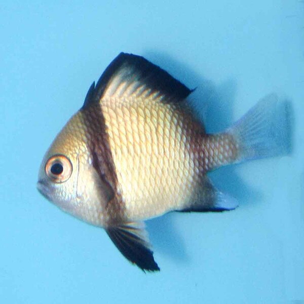 Reticulated Damsel Dascyllus reticulatus