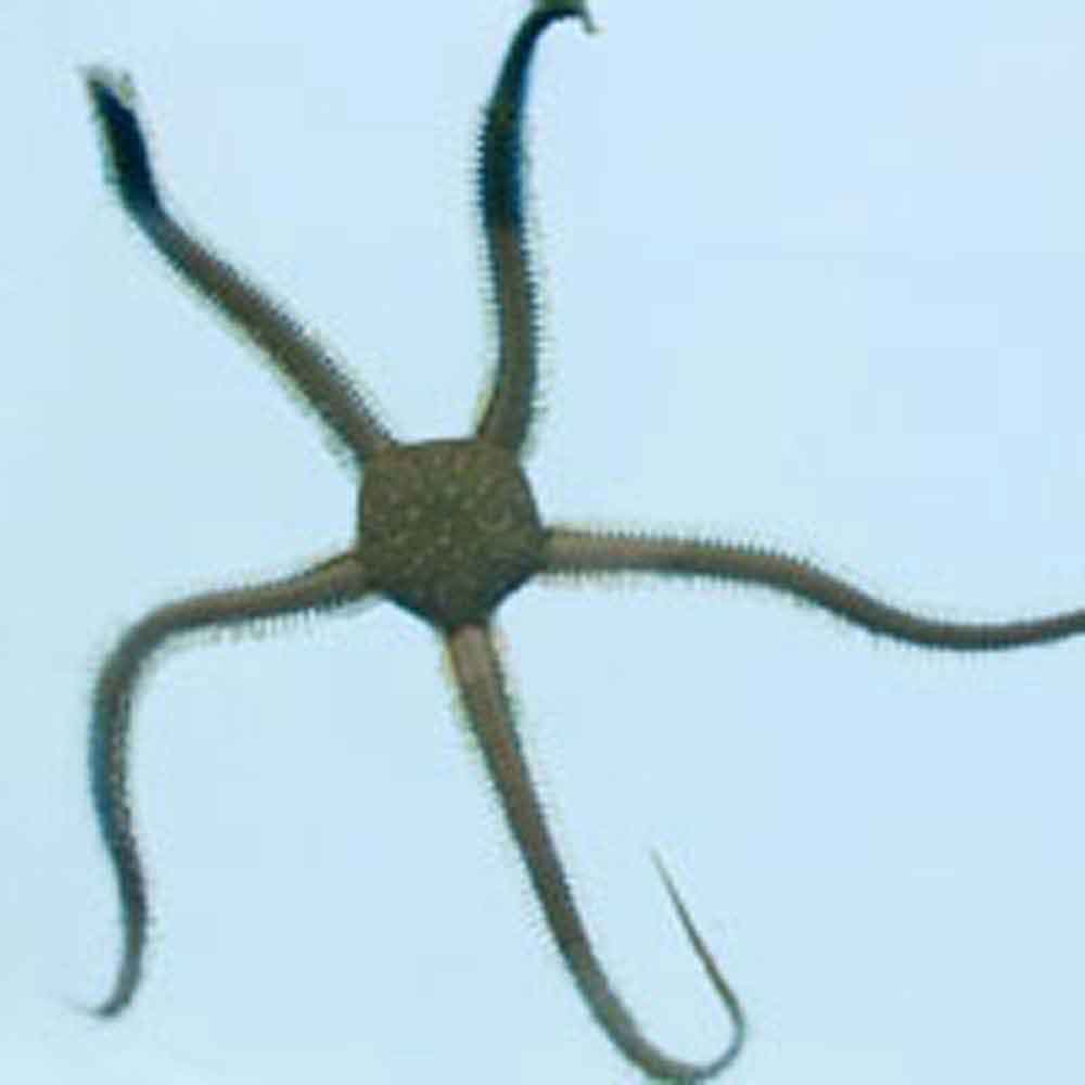 Green Brittle Starfish