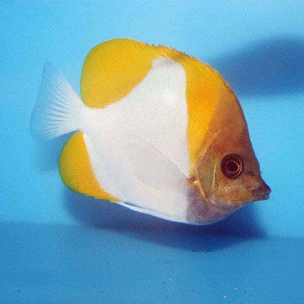Pyramid Butterfly - Hemitaurichthys polylepis | ThatPetPlace.com