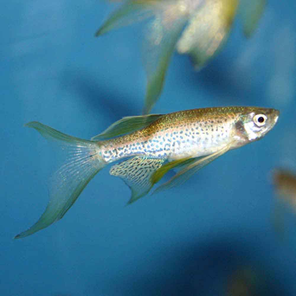 Longfin Leopard Danio - Danio rerio 'frankei'