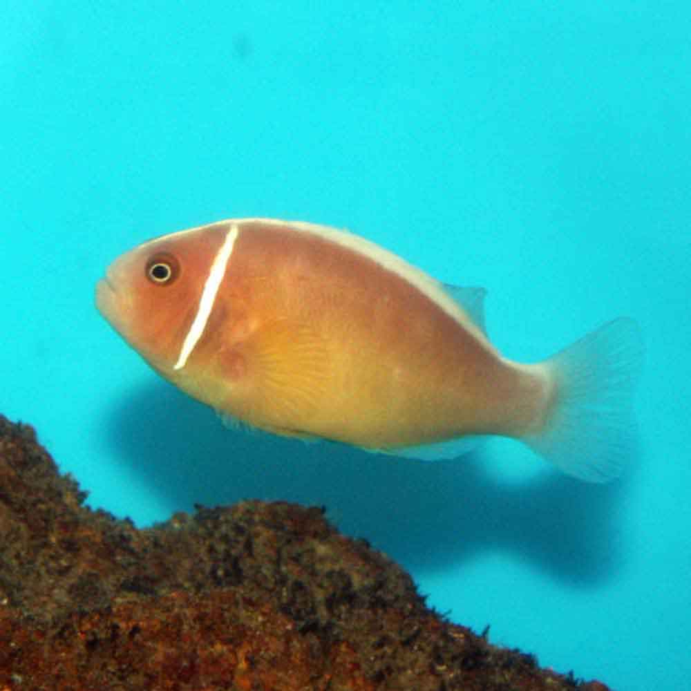 clown fish clown fish