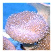 yellow toadstool leather sarcophyton