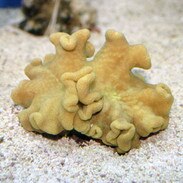 yellow toadstool leather sarcophyton