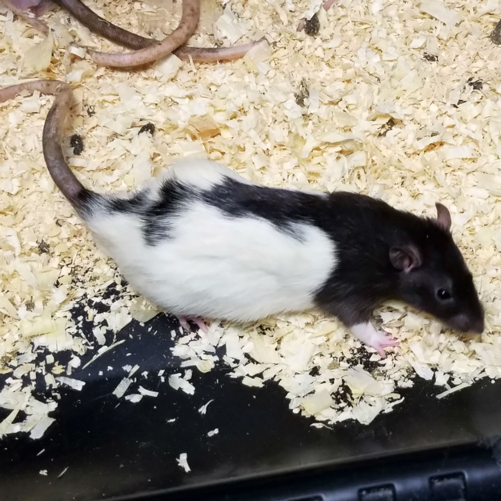 Feeder Rat - Large