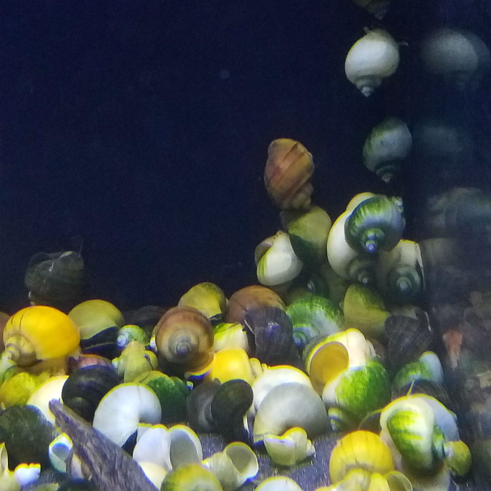 Assorted Mystery Snail