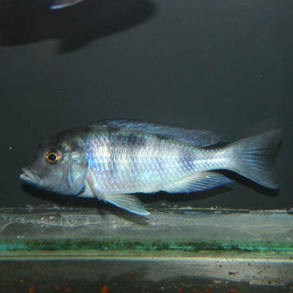 Blue Dolphin Cichlid Cyrtocara moorii Juvenile