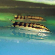 Sumatran Neon Loach (Pangio bitaimac) - Aquatic Arts on sale today for $ 34.99
