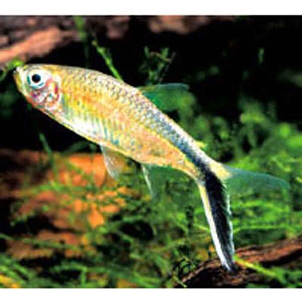 Penguin Tetra - Thayeria boehlkei | ThatPetPlace.com