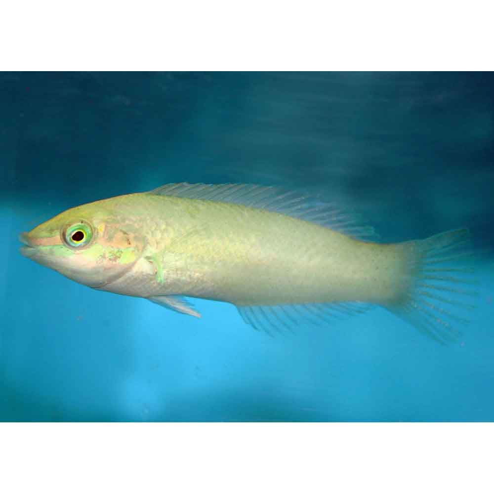 Pastel Green Wrasse - Small/Medium | That Fish Place, image size:1000x1000