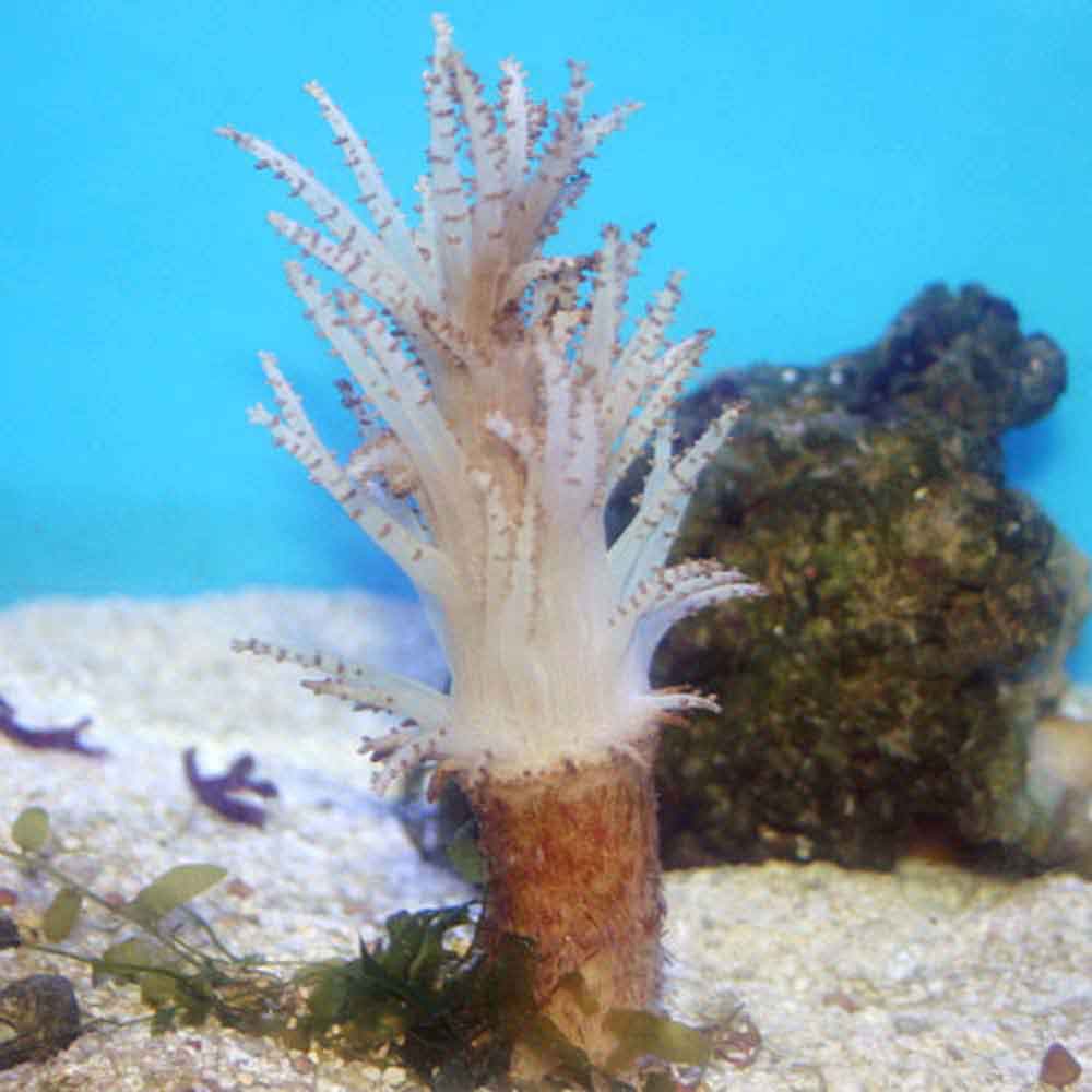 Christmas Tree Coral Studeriotes sp.