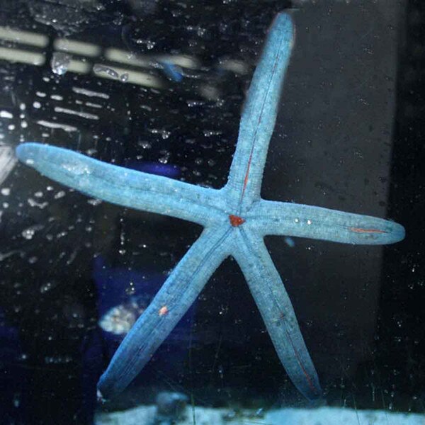 Blue Linckia Starfish - Linckia laevigata | ThatPetPlace.com