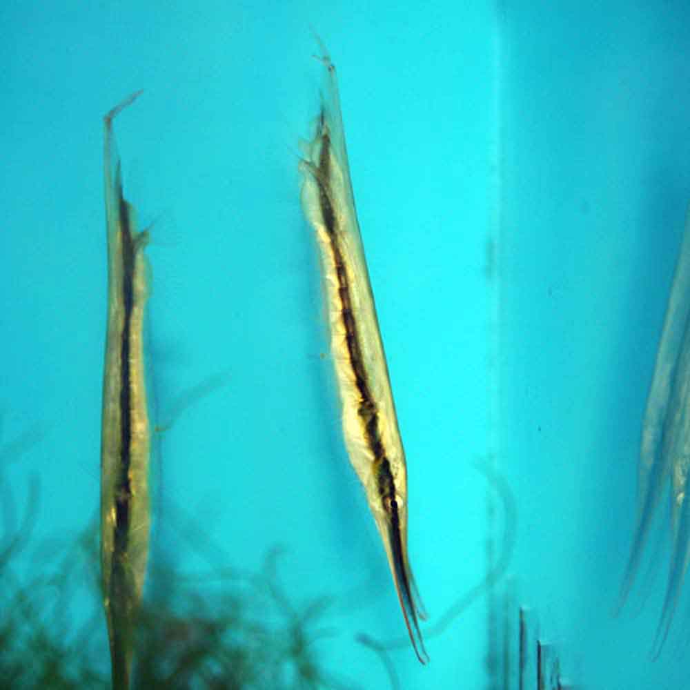 razorfish