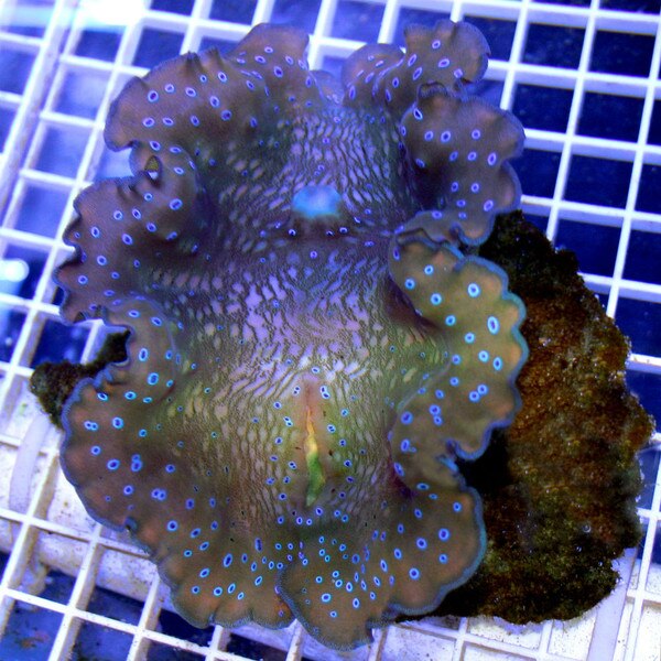 Gigas Clam - Tridacna gigas - Small Captive Bred (ORA