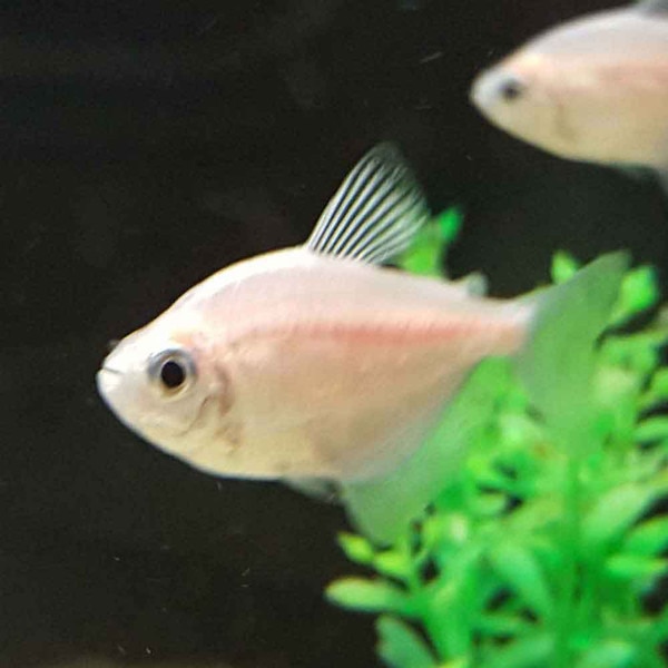 White Skirt Tetra - Gymnocorymbus ternetzi
