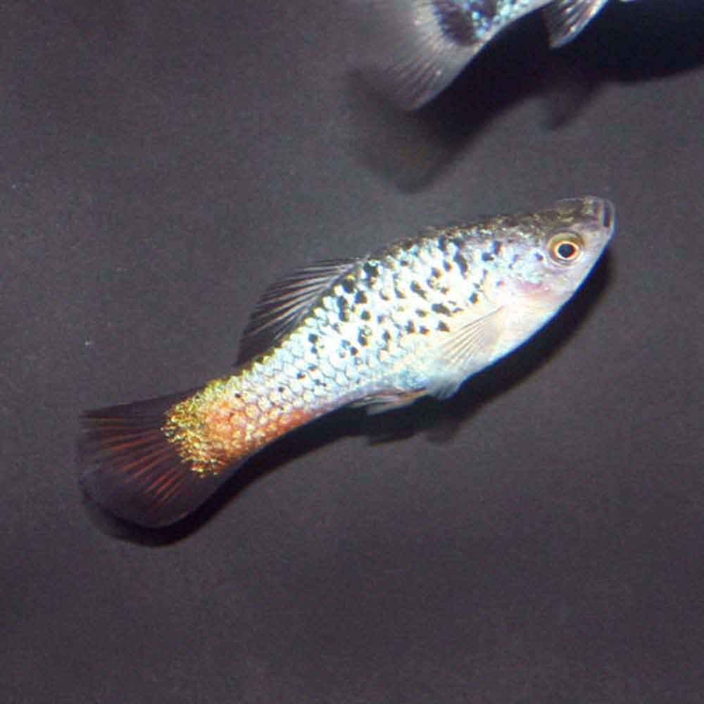 Red Body Variatus Assorted Variatus - Xiphophorus variatus