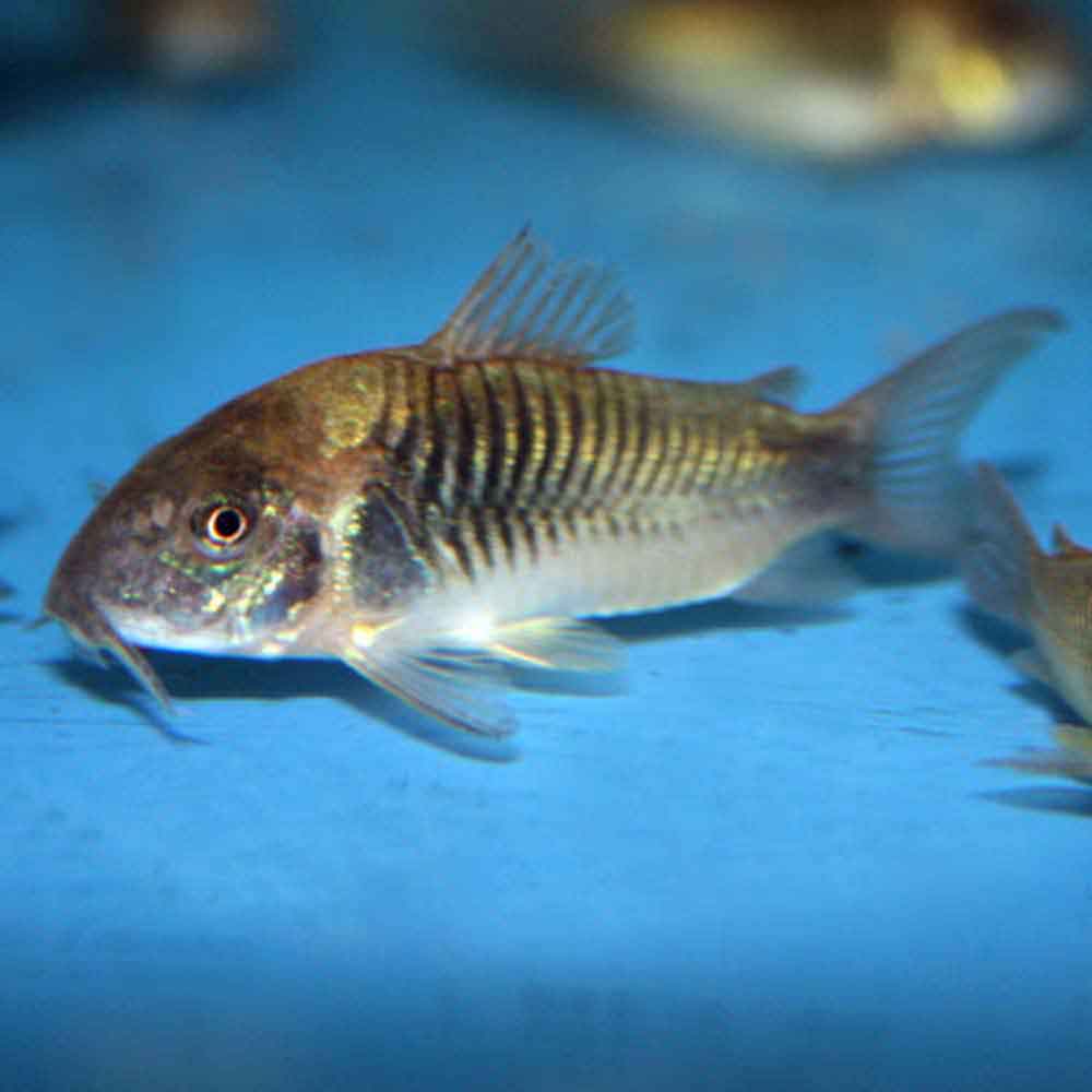 Bronze online cory care