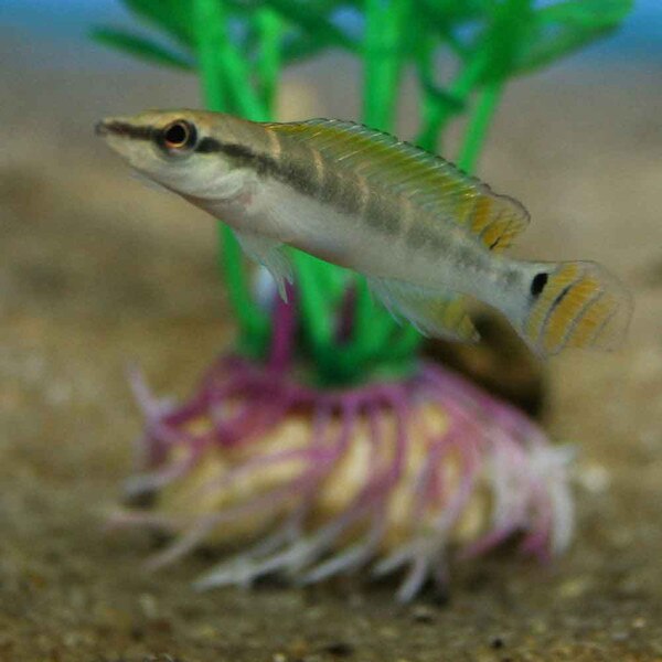Dwarf Green Pike Cichlid - Crenicichla compressiceps
