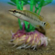 dwarf green pike cichlid