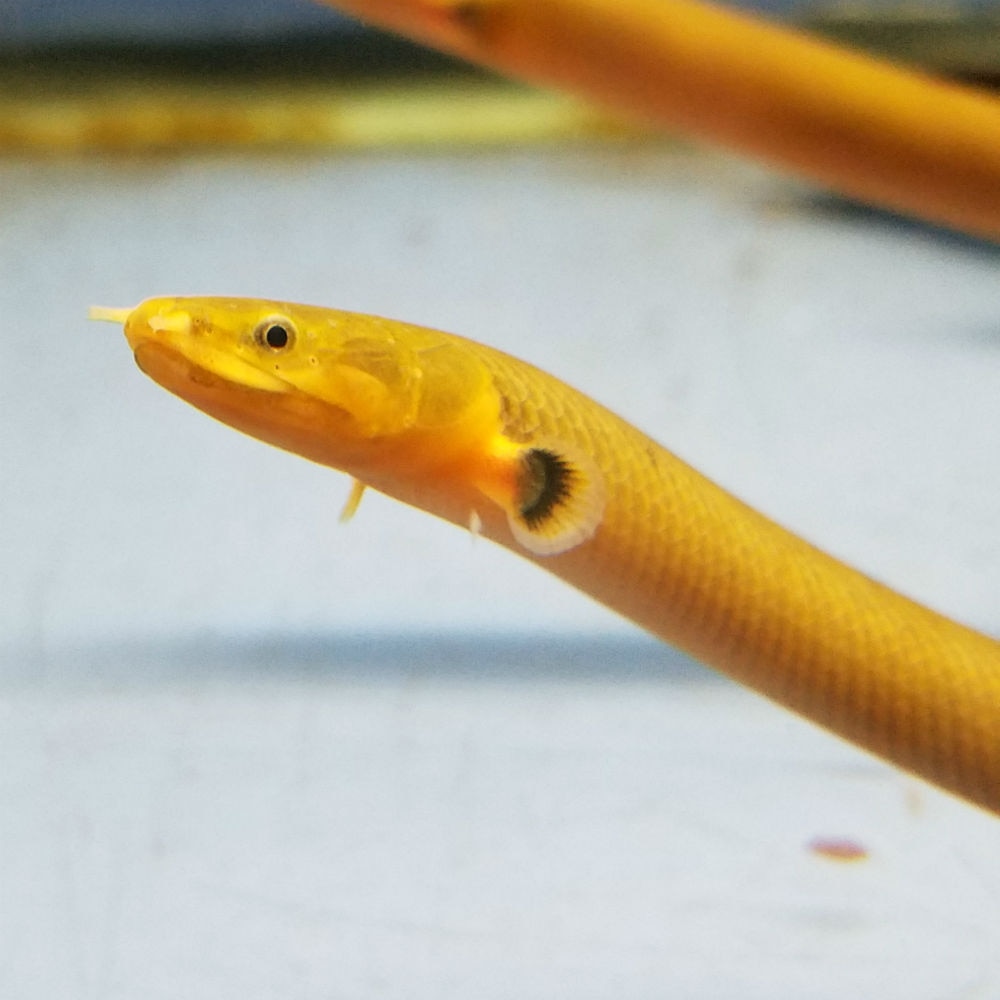 Rope Fish - Erpetoichthys calabaricus